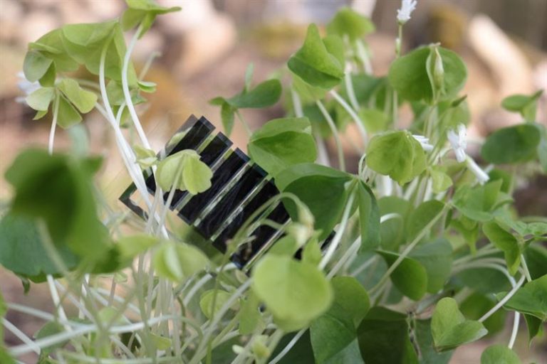 VTT Unveils Leaf-Attached, Degradable Solar Module for Sustainable Agriculture